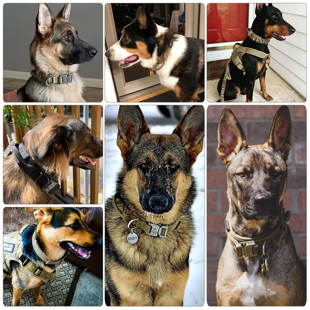 split image showing various breeds wearing different colored collars in home settings. 