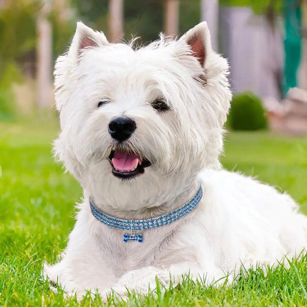 West Highland White Terrier wearing a blue bone pendant collar, sitting on the grass in an outdoor setting. 