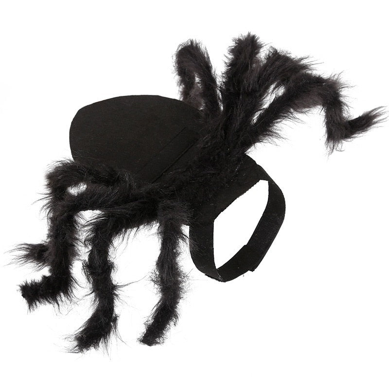 black spider costume on white background