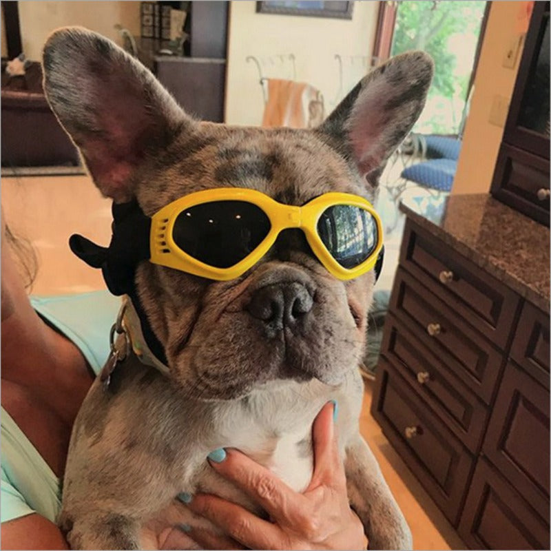 French Bulldog wearing a yellow pair of sunglasses in a home setting. 