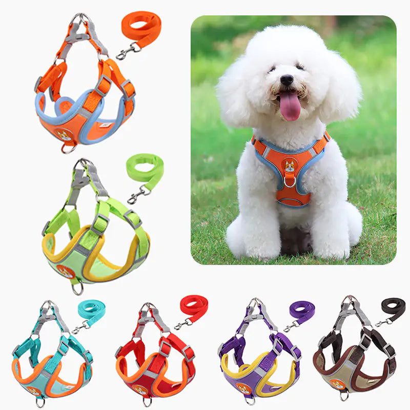 white background showing six different colored harnesses and leads. Inset shows a Bichon Frise dog wearing an orange harness sitting on the grass in an outdoor setting. 