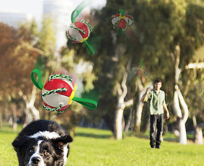 freeze frame shot of the ball being thrown in the air, a dog catching, in an outdoor setting. 