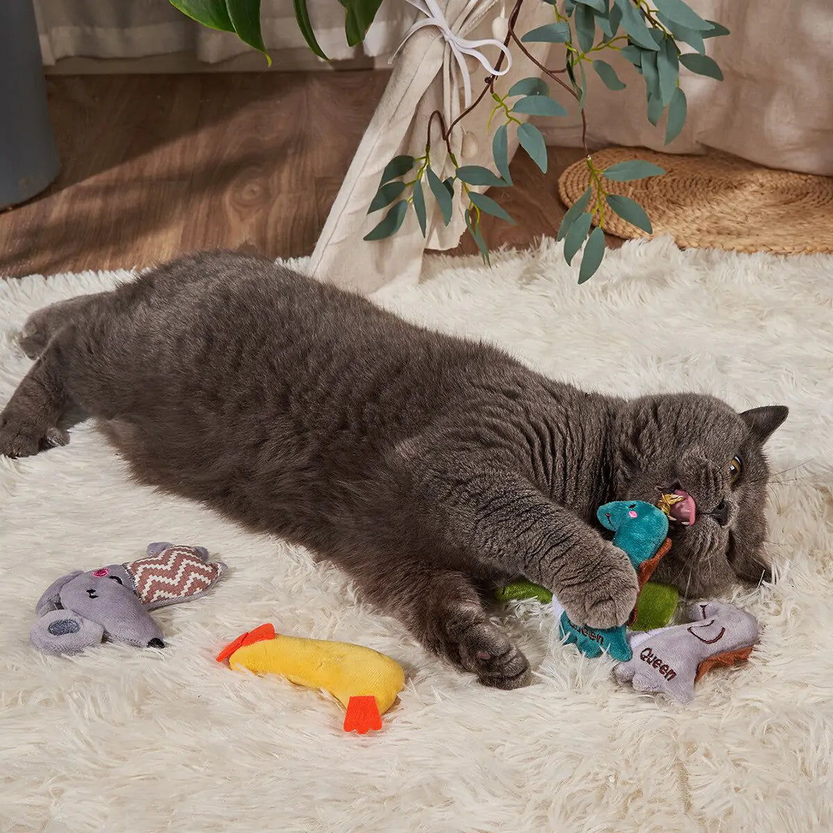 home setting, dark grey cat playing on a cream colored shag rug, surrounded by plush toys. 