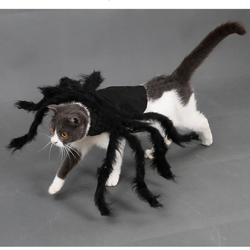 grey and whit cat wearing a black spider costume on a dark grey background