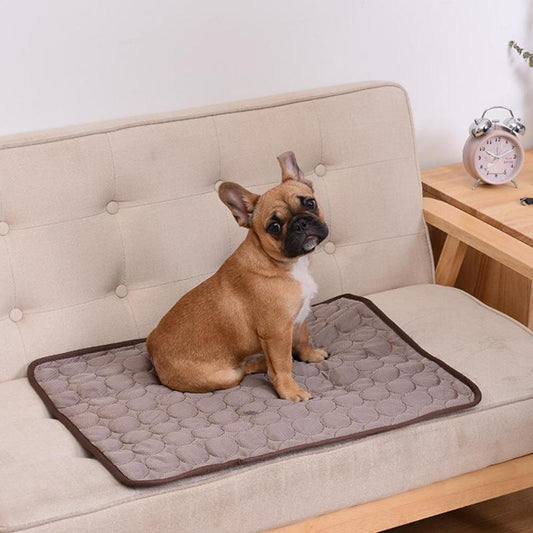 French Bulldog sitting on a brown sofa blanket on the coach, in a home setting. 