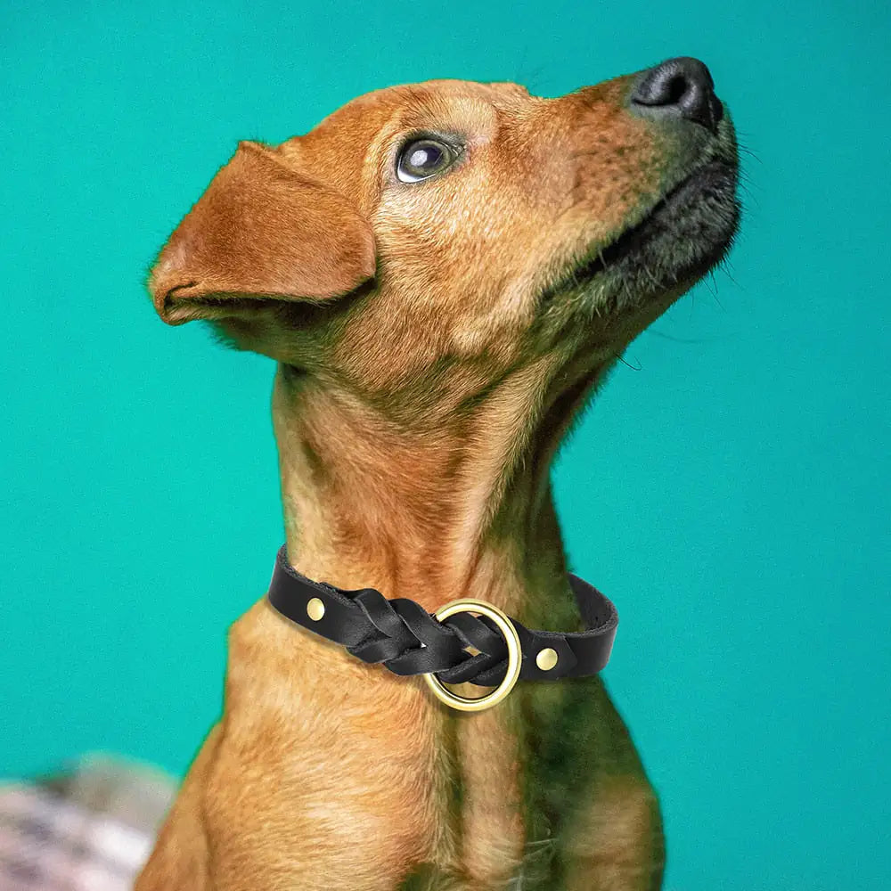 dog wearing black leather collar with blue background. 