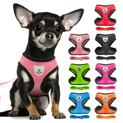 black and white Chihuahua dog wearing pink harness and leash, seven colored harness and leash set images are on the right of main image - red, pink, black, green, bright pink, blue and orange on white background. 