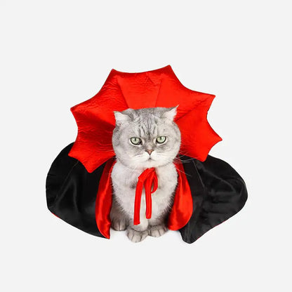 silver tabby cat dressed in a black and red vampire cloak costume, white background. 