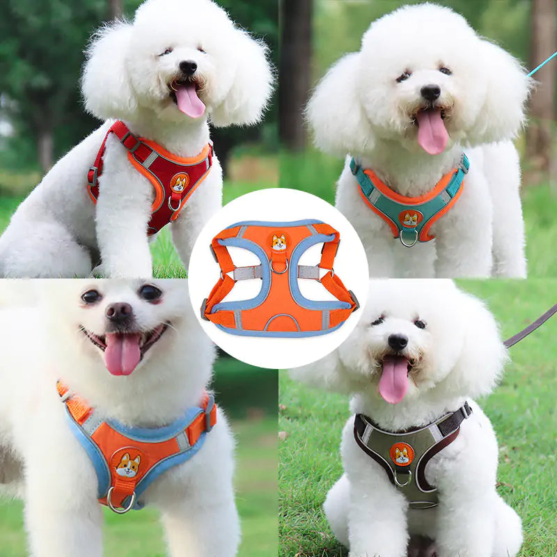 split image showing different color harnesses and leads worn by small white dogs, an inset shows a product shot of an orange harness on a white background. 