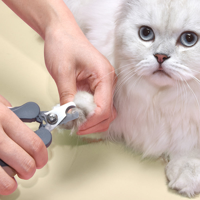 close up image of a grey set of nail clippers in use on a silver and white cat. 