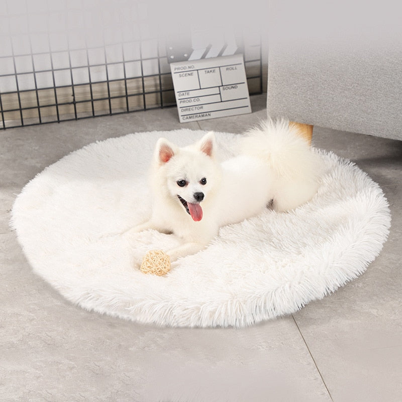 A small white dog lies on a white velvet dream pet bed, with a chew toy at his feet, in a home setting. 