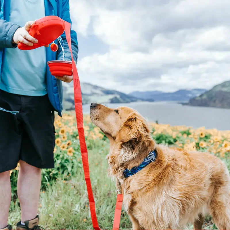 A man pours water from a red leash into a collapsible bowl. The leash is attached to the collar of a Golden Retriever. Slightly overcast day, mountains, a river and a field of yellow flowers set the background.  