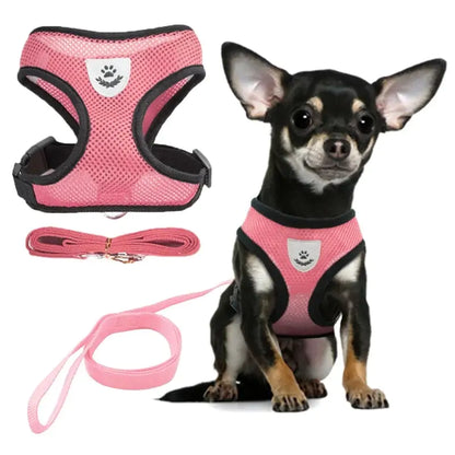 black and white Chihuahua wearing a pink harness and lead set. product shot is to the left of the dog image, white background. 