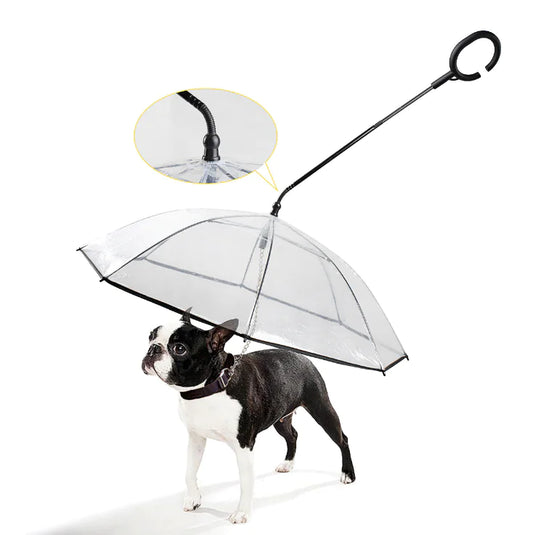 transparent pet umbrella in use on French Bulldog, white background. inset shows close up shot of top of umbrella. 